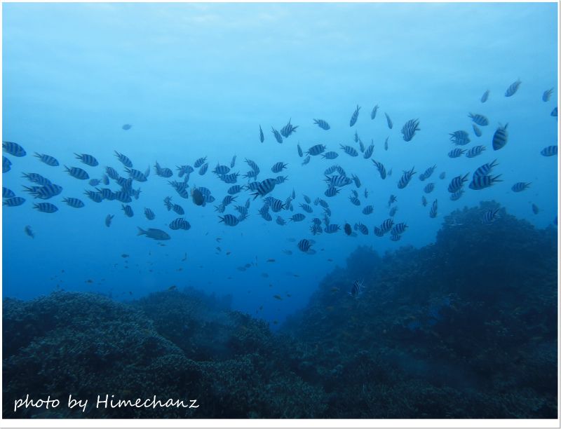 ロクセンスズメダイの群れ photo by CANON PowerShot S100