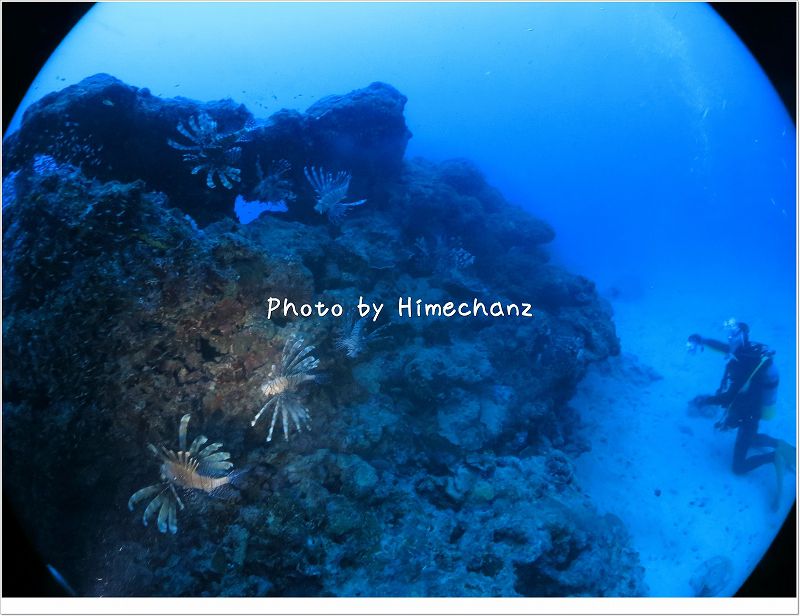 沢山のハナミノカサゴ photo by CANON PowerShot S100