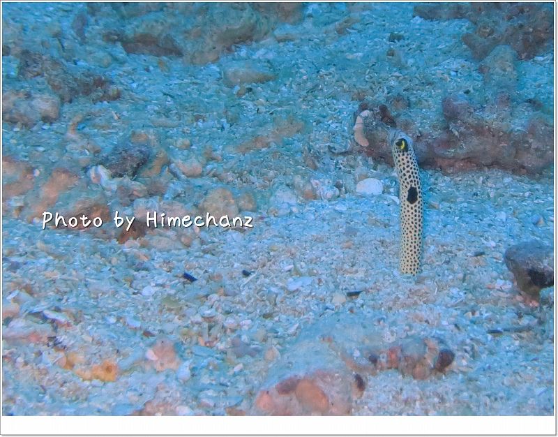 チンアナゴ photo by CANON PowerShot S100