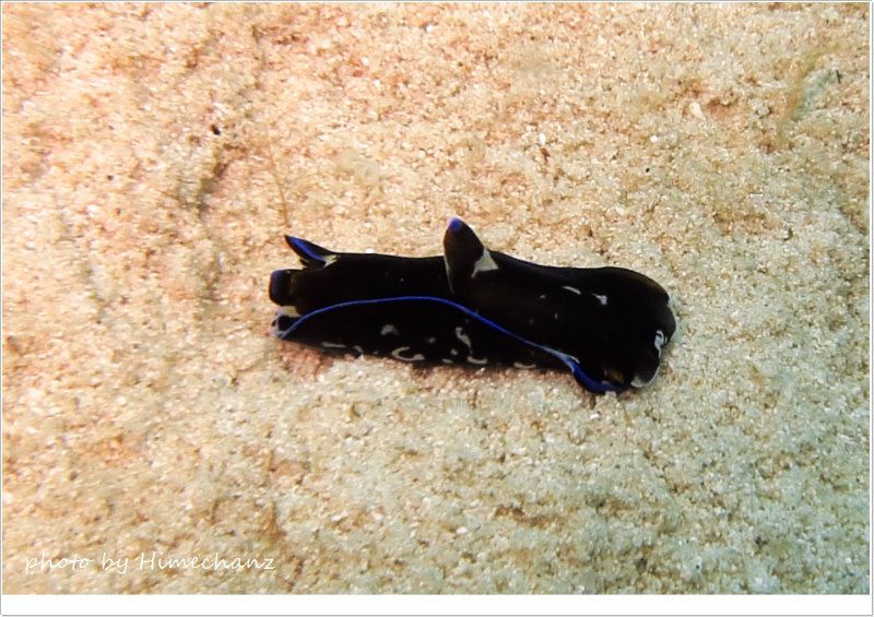 アオフチキセワタ photo by CANON PowerShot S100