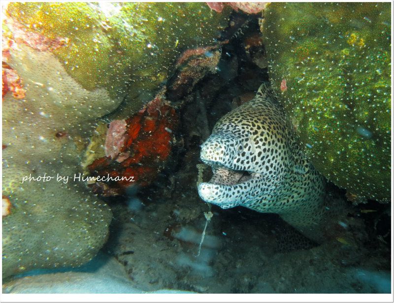 ニセゴイシウツボ photo by CANON PowerShot S100