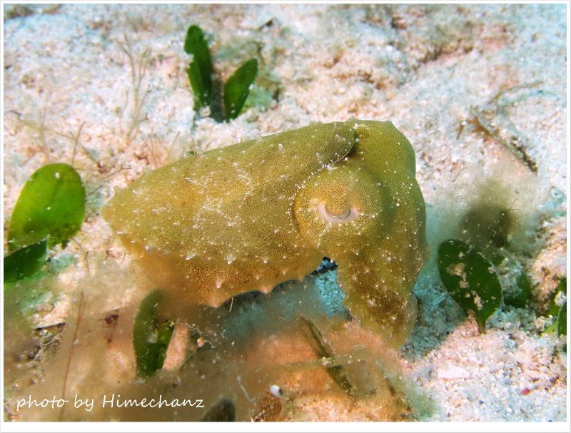 コブシメの赤ちゃん擬態中 photo by CANON PowerShot S100