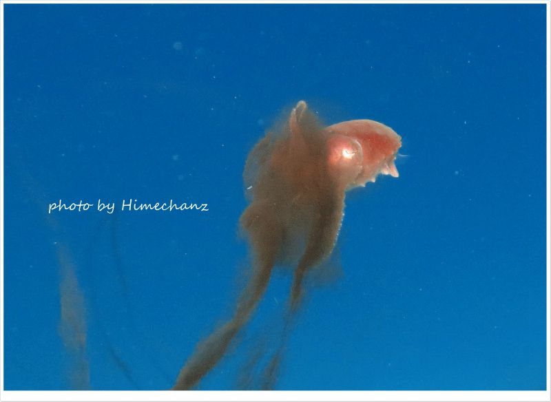 コブシメ赤ちゃんのスミ吐き photo by CANON PowerShot S100