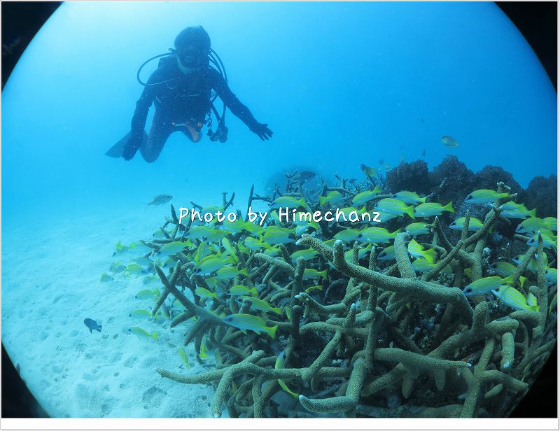 ヨスジフエダイを観察! photo by CANON PowerShot S100