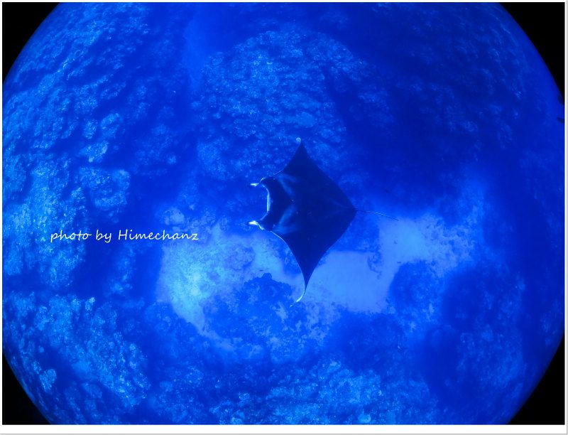 エントリーしてすぐ下にマンタ! photo by CANON PowerShot S100