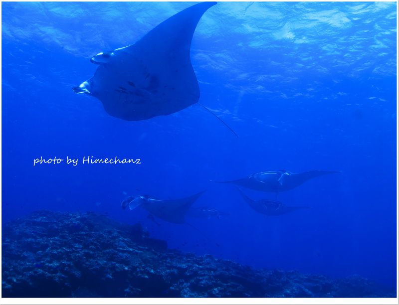 秋みたいにスゴイぞマンタ! photo by CANON PowerShot S100