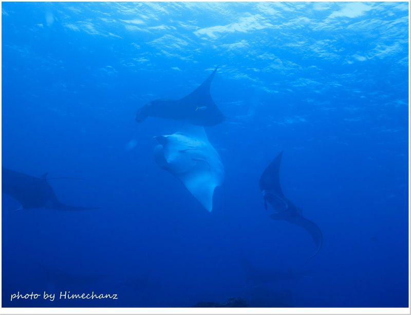 じゃれ合うマンタ photo by CANON PowerShot S100