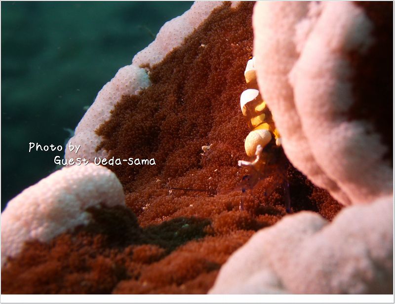 イソギンチャクエビ photo by Panasonic DMC-ZX3