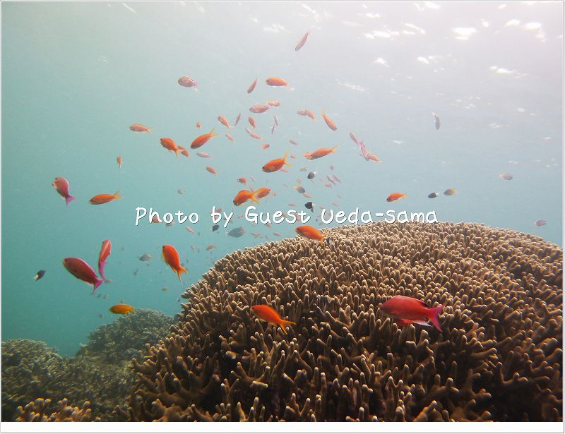 キンギョハナダイ乱舞 photo by Panasonic DMC-ZX3