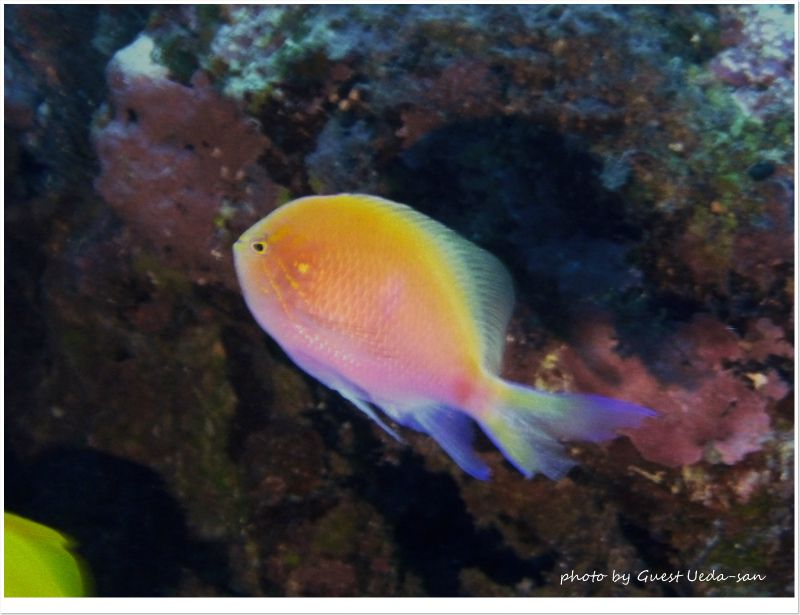 ハナゴンベ photo by Panasonic DMC-ZX3