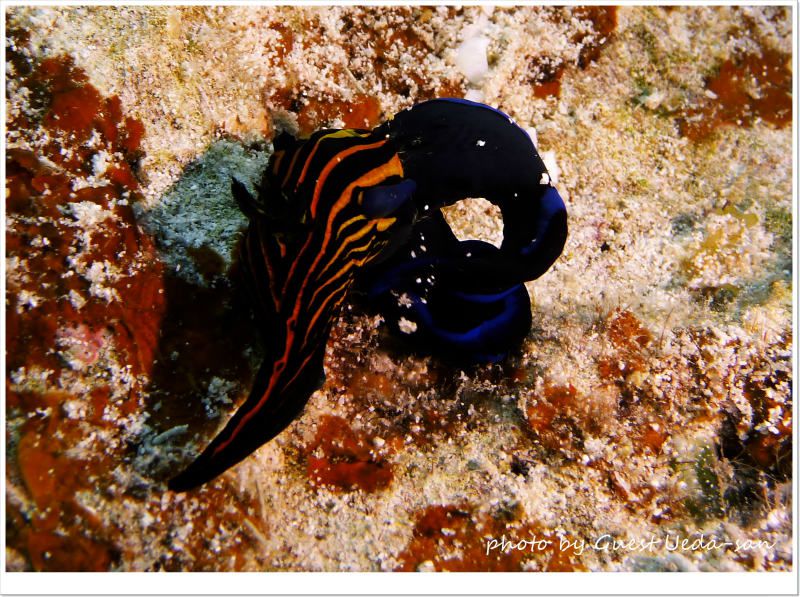 ミドリリュウグウウミウシが食べられちゃった(><) photo by Panasonic DMC-ZX3