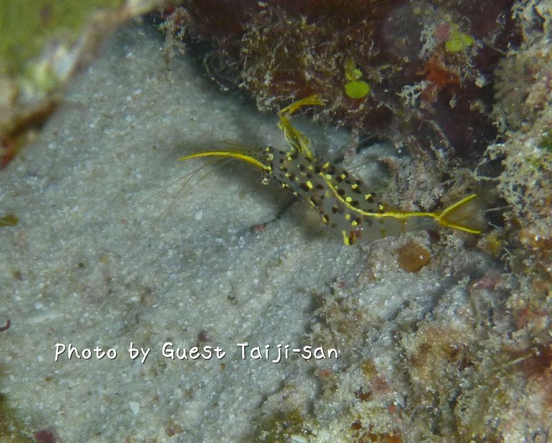 ミカズキコモンエビ photo by Panasonic DMC-FT1