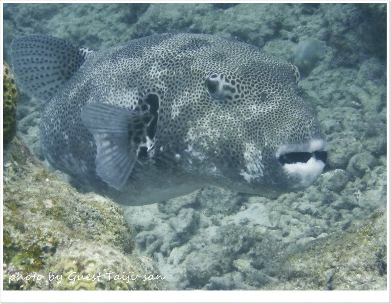 モヨウフグ photo by Panasonic DMC-FT1