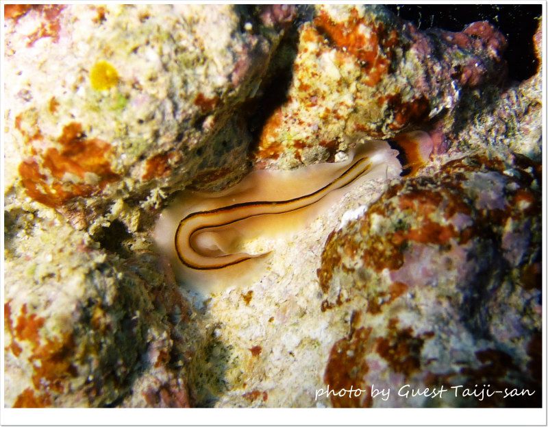 ヒラムシ photo by Panasonic DMC-FT1