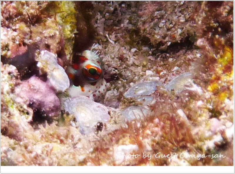 モンツキカエルウオ photo by Panasonic DMC-TZ7