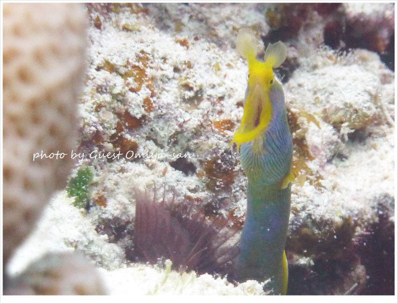 ハナヒゲウツボ photo by Panasonic DMC-TZ7