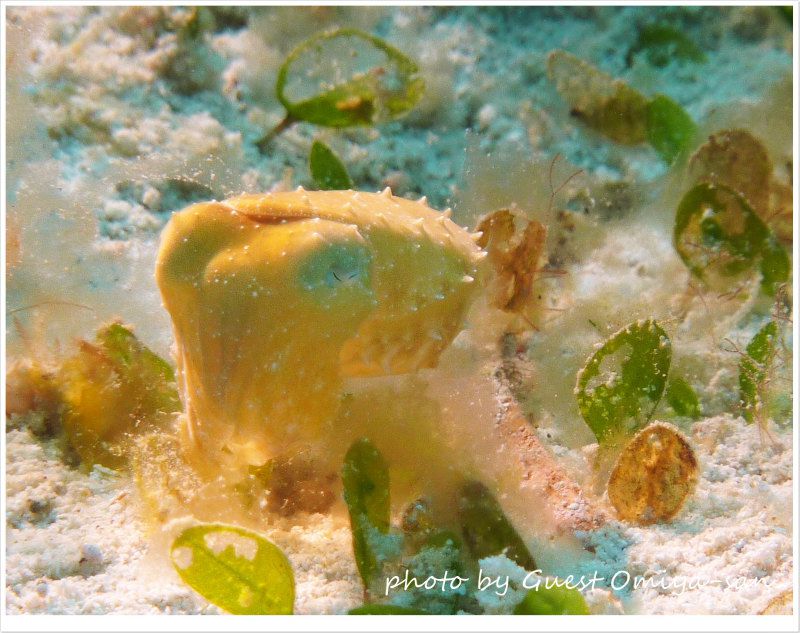 コブシメの赤ちゃん photo by Panasonic DMC-TZ7