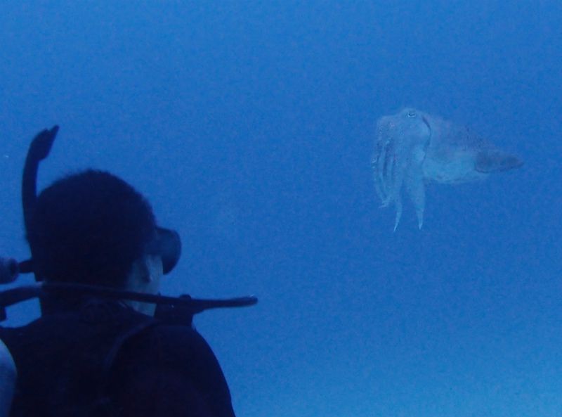 コブシメと睨めっこ photo by Olympus XZ-1