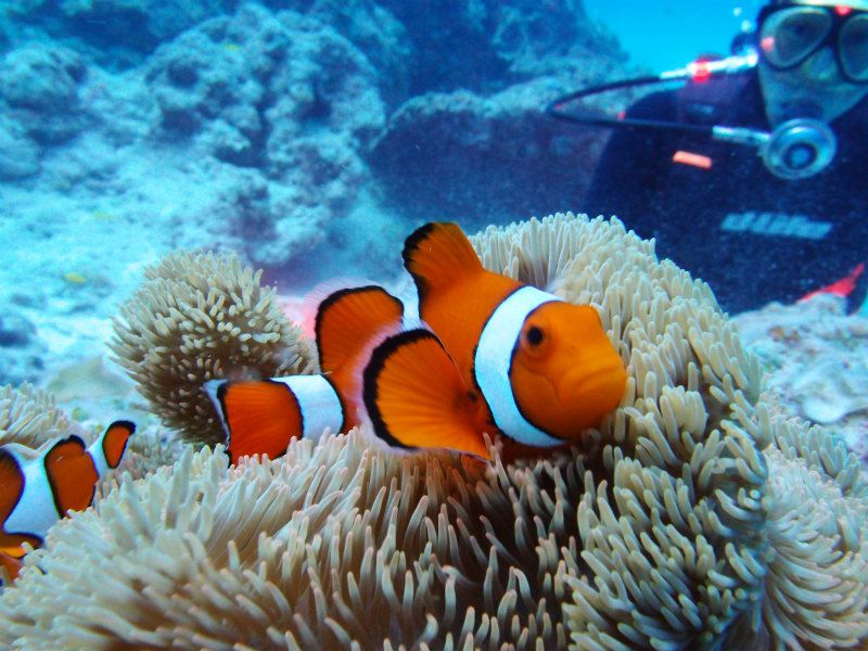 隠れきれないカクレクマノミ photo by Olympus XZ-1