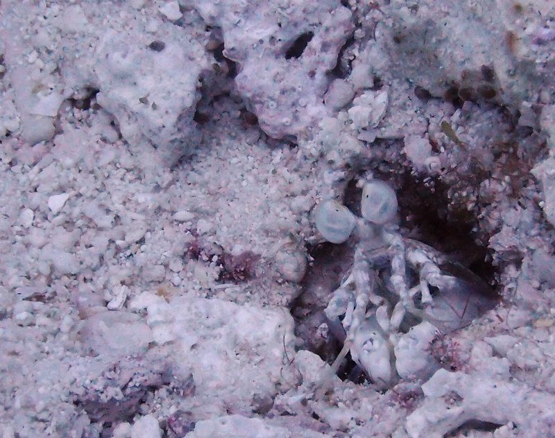 シャコがキョロキョロ photo by Olympus XZ-1