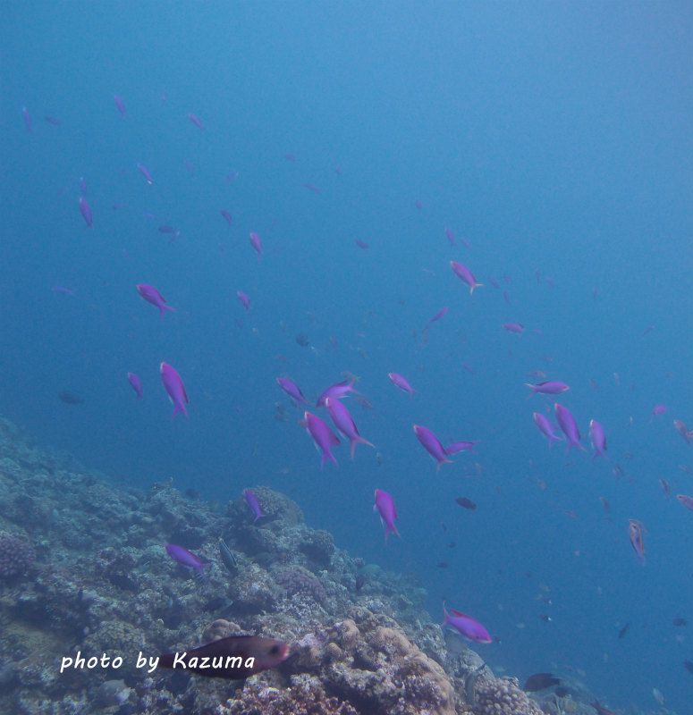 ハナゴイ photo by OLIMPUS XZ-1