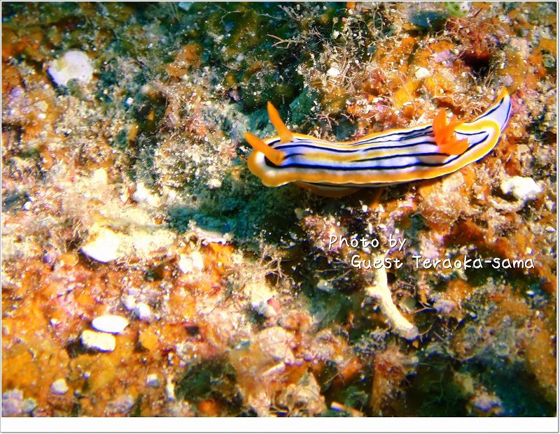 コールマンウミウシ photo by OLYMPUS u1020