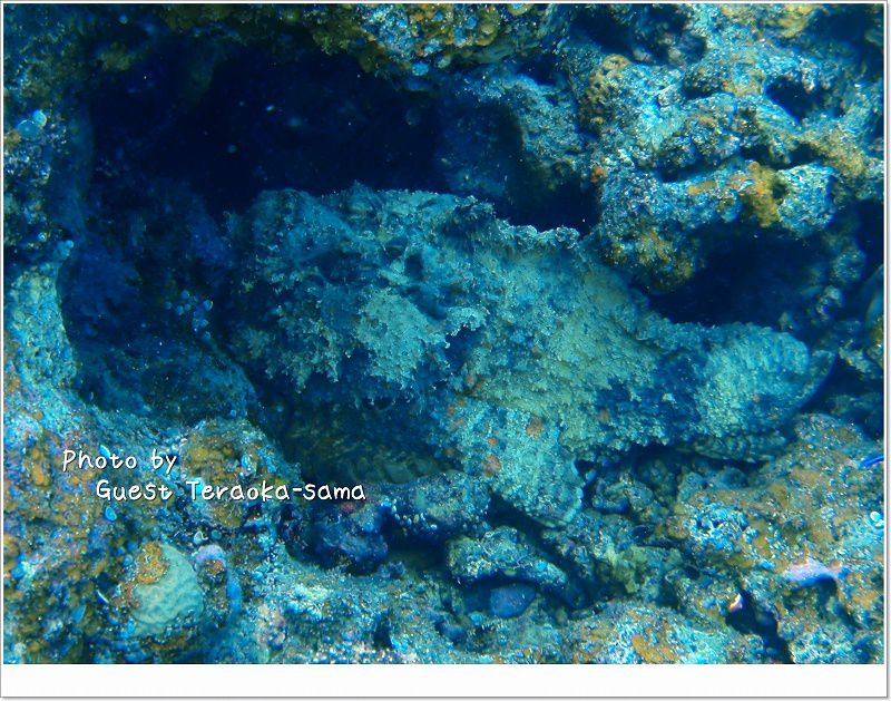 オニダルマオコゼ photo by OLYMPUS μ1020