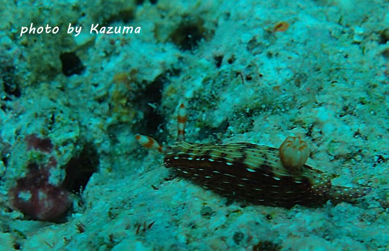 センテンイロウミウシ photo by OLIMPUS XZ-1