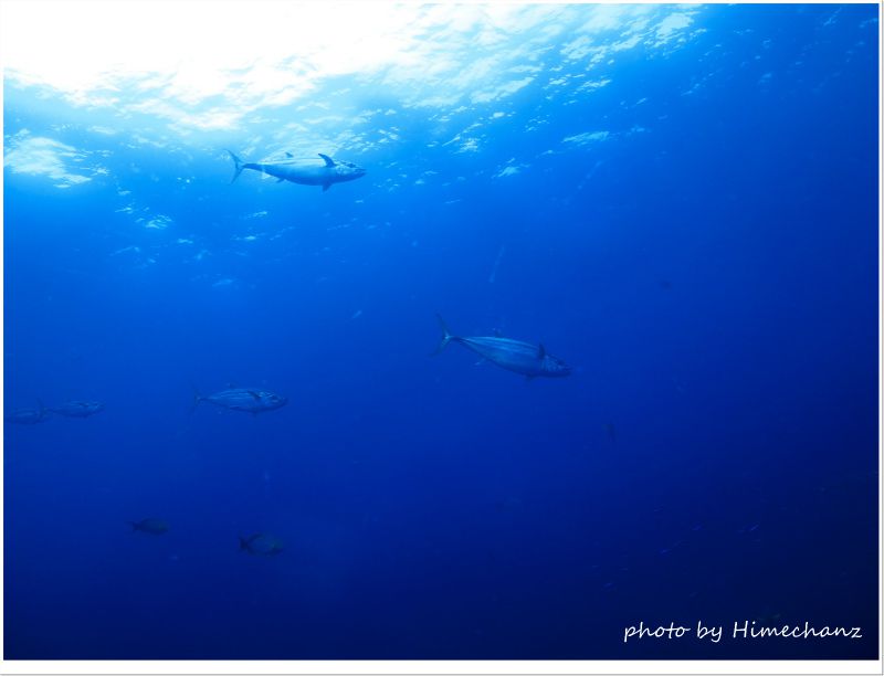 イソマグロ軍団 photo by CANON PowerShot S100