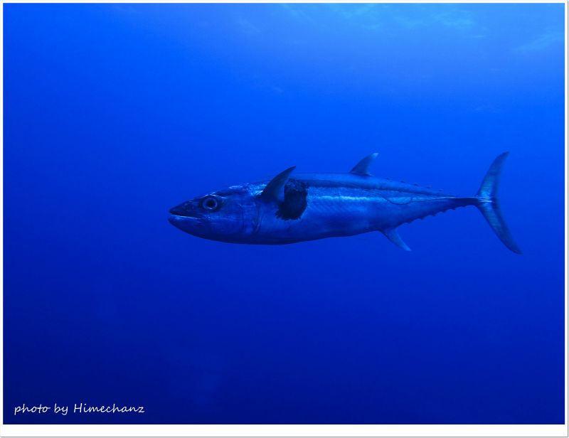 大怪我を治しに来た?イソマグロ photo by CANON PowerShot S100