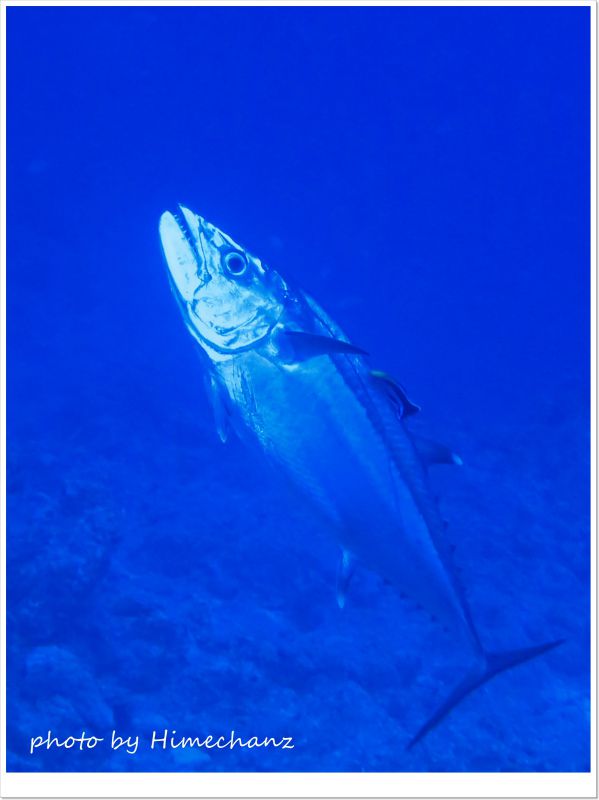 イソマグロのクリーニングシーン photo by CANON PowerShot S100