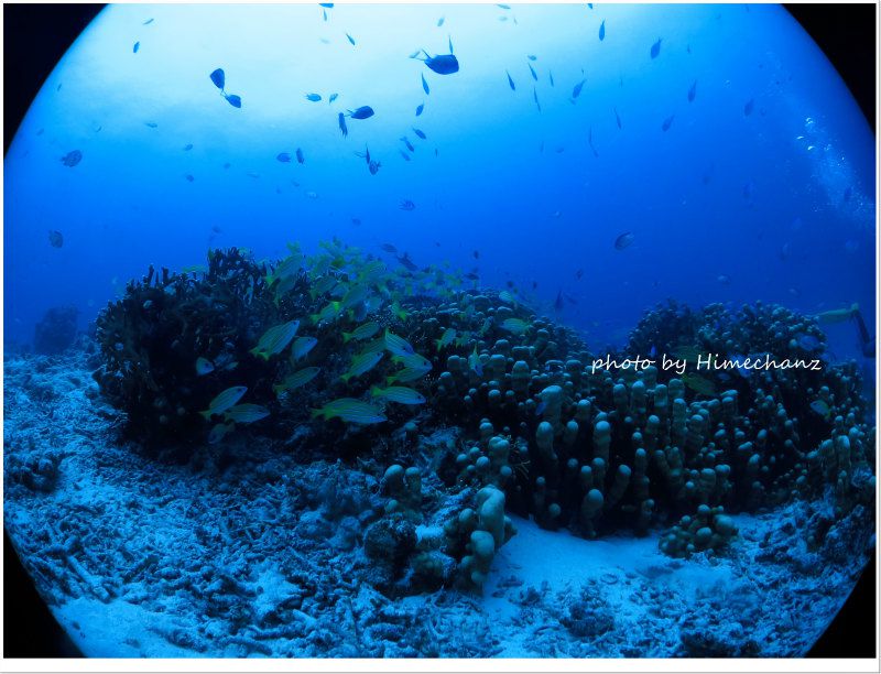 沢山の魚たち photo by CANON PowerShot S100