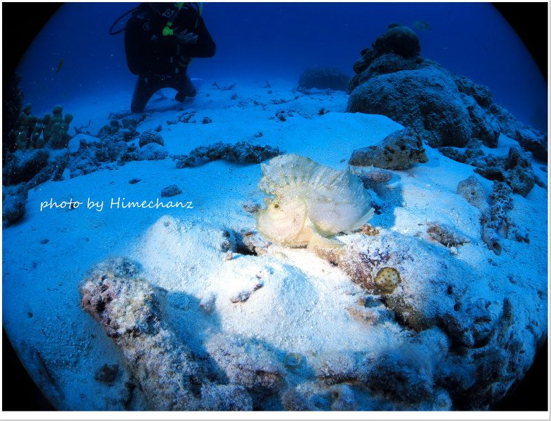 ハダカハオコゼ photo by CANON PowerShot S100