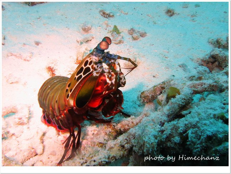 全然逃げないモンハナシャコ photo by CANON PowerShot S100