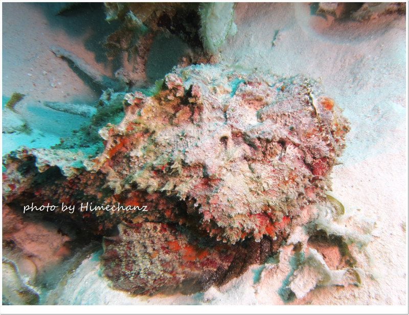 オニダルマオコゼ photo by CANON PowerShot S100