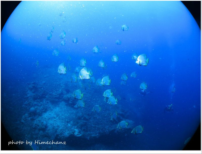 アカククリ60匹くらい photo by CANON PowerShot S100