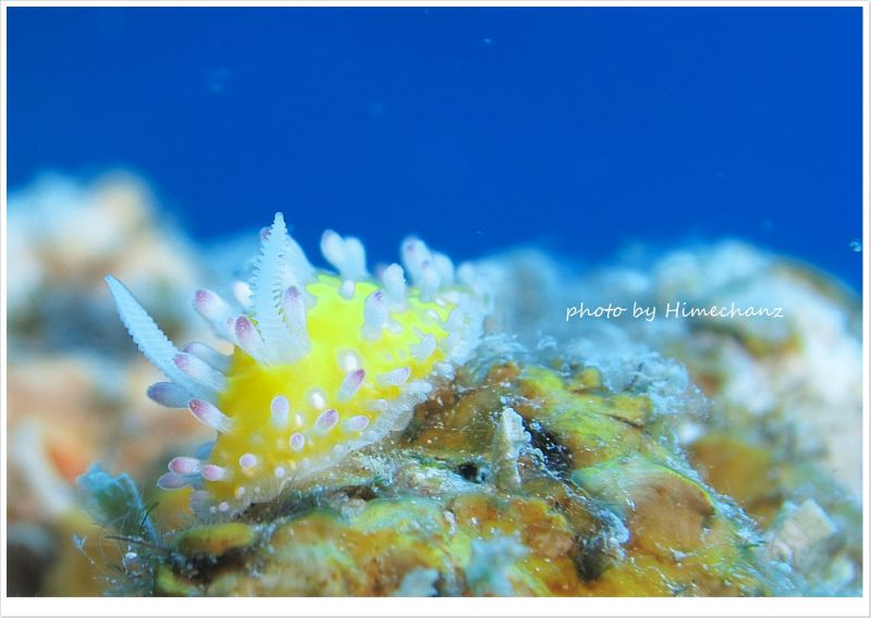 イガグリウミウシ photo by CANON PowerShot S100