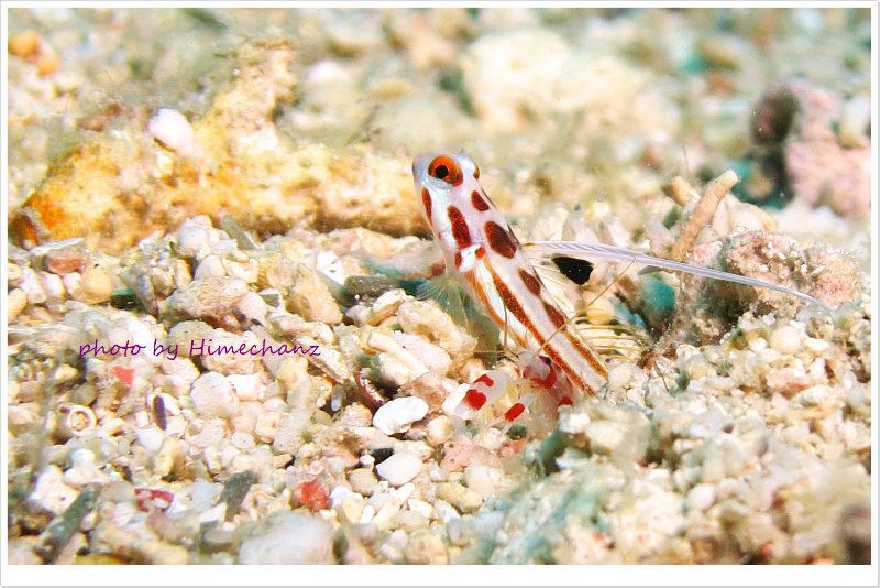 ヤシャハゼとテッポウエビの共生 photo by CANON PowerShot S100