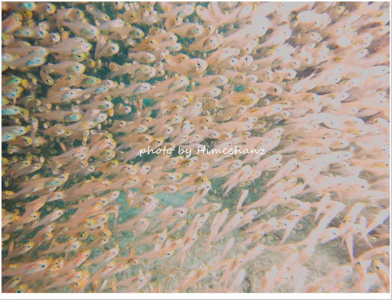 キンメモドキの群れ photo by CANON PowerShot S100