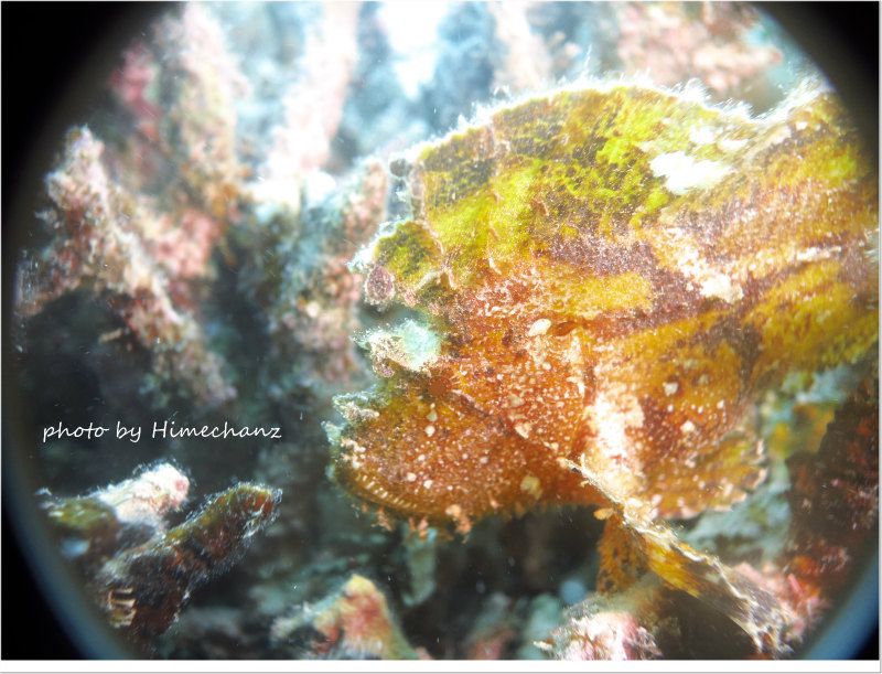 ハダカハオコゼ photo by CANON PowerShot S100