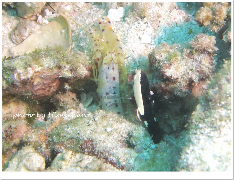 オドリハゼとテッポウエビの共生 photo by CANON PowerShot S100