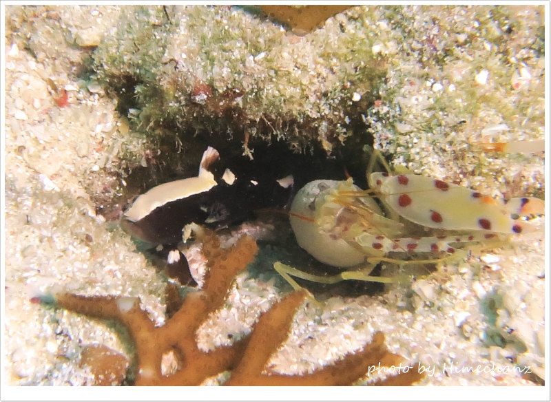 オドリハゼとテッポウエビの共生 photo by CANON PowerShot S100