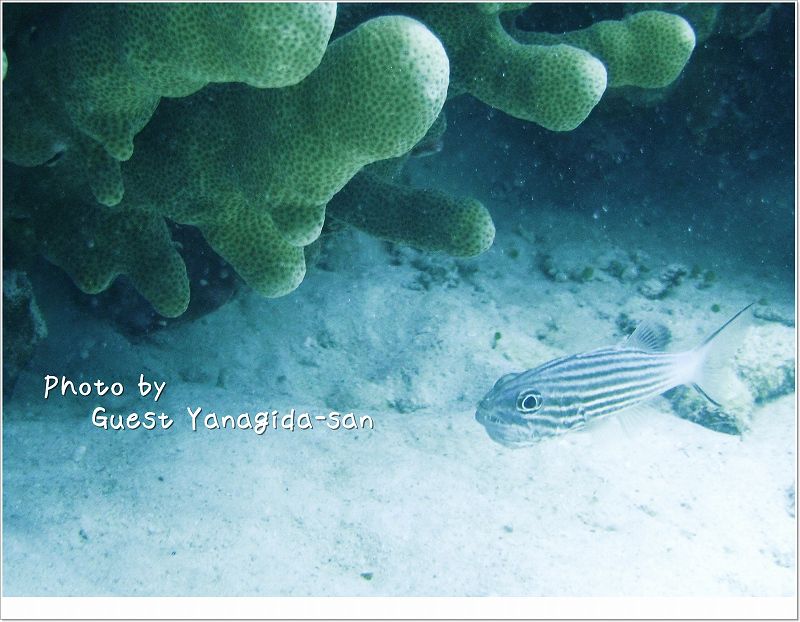 構内保育中リュウキュウヤライイシモチ photo by Sea&Sea DX-1G