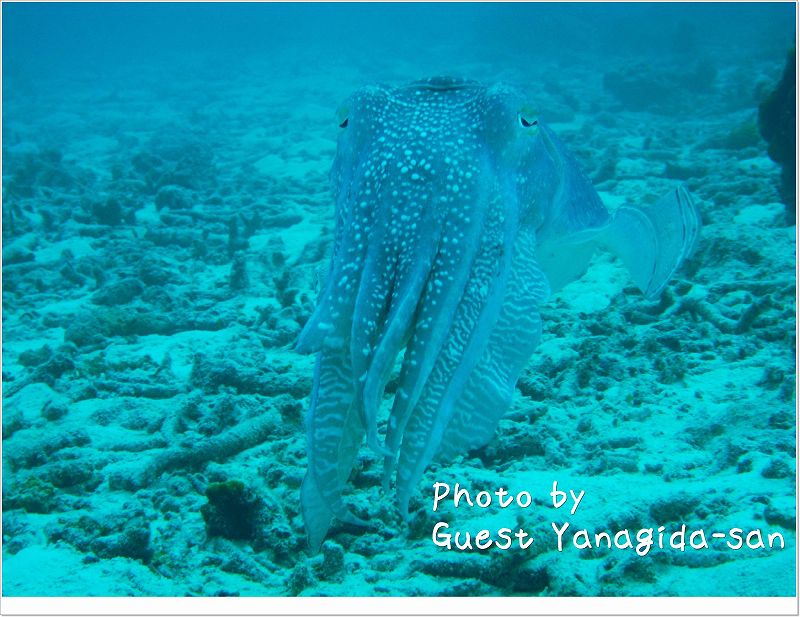 コブシメオス photo by Sea&Sea DX-1G