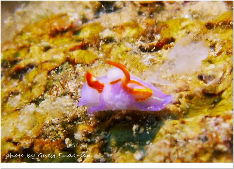 ムラサキウミコチョウ photo by Panasonic Lumix FT2