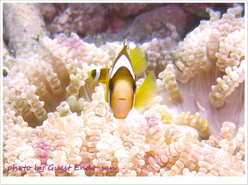 クマノミがSay Hello!w photo by Panasonic Lumix FT2