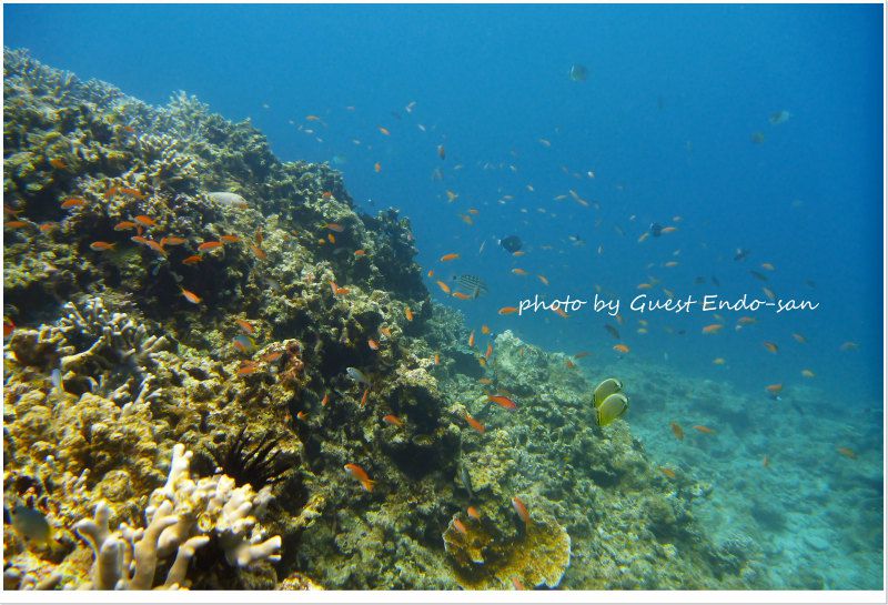 アカネハナゴイの群れ photo by Panasonic Lumix FT2