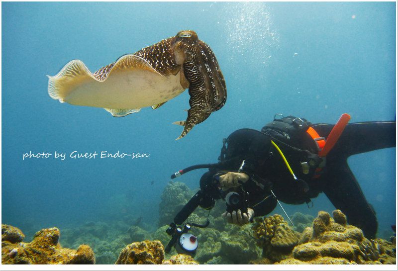 コブシメ越しのヒメw photo by Panasonic Lumix FT2