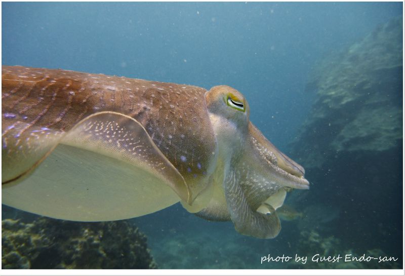コブシメのエロ目が好きらしいw photo by Panasonic Lumix FT2