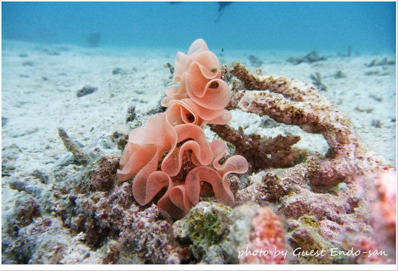 ウミウシの卵がまるでキレイな花のよう♪ photo by Panasonic Lumix FT2